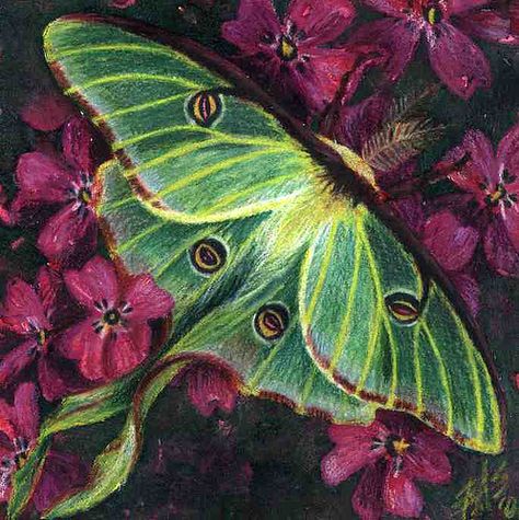 Moth Luna, Exotic Butterflies, Amazing Insects, Luna Moths, Moth Drawing, Lunar Moth, Moth Wings, Moon Moth, Moth Art