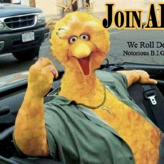 Apo alpha phi omega aphio Dave Chappelle, Rare Birds, Pictures Of The Week, Big Bird, Sesame Street, Pluto The Dog, Comedians, Dumb And Dumber, Funny Pictures