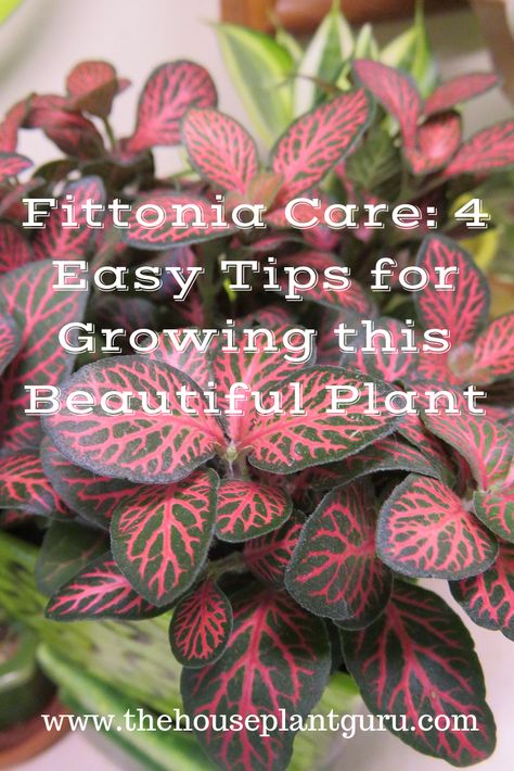 Pink Nerve Plant, Fittonia Terrarium, Fittonia Argyroneura, Fittonia Plant, Plants Wishlist, Angel Plant, Plantas Interior, Resort Ideas, Low Light House Plants