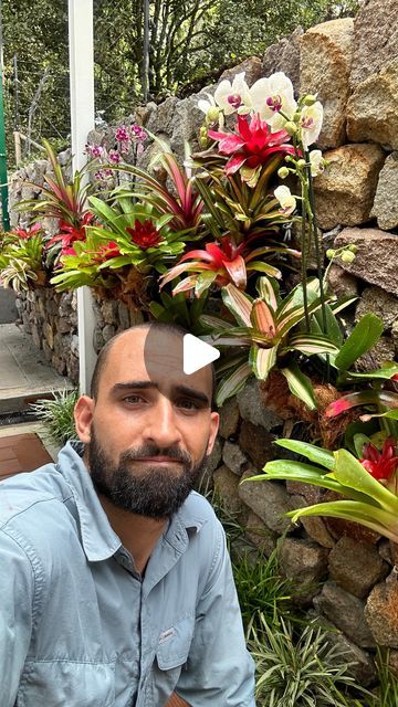 Bromeliad Garden Ideas, Bromelia Garden Ideas, Bromeliad Rock Garden Ideas, Bromeliad Garden, Bromeliads Garden, Bromeliads On Trees Trunks, Guzmania Bromeliad, Magic Garden, Ideas Hogar