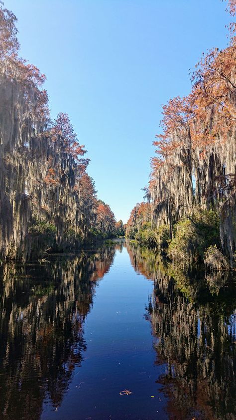 Okefenokee Swamp Georgia, Mob Aesthetic, Okefenokee Swamp, Georgia Aesthetic, Explore Georgia, 7 Natural Wonders, Louisiana Bayou, Landscape Reference, Wilderness Camping