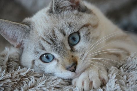 Cats | Pretty blue eyes Lynxpoint Siamese, Cat Eye Infection, Nikon D5200, Owning A Cat, Cat Health, Cat Litter Box, Cute Kittens, Siamese Cats, Cat Owners