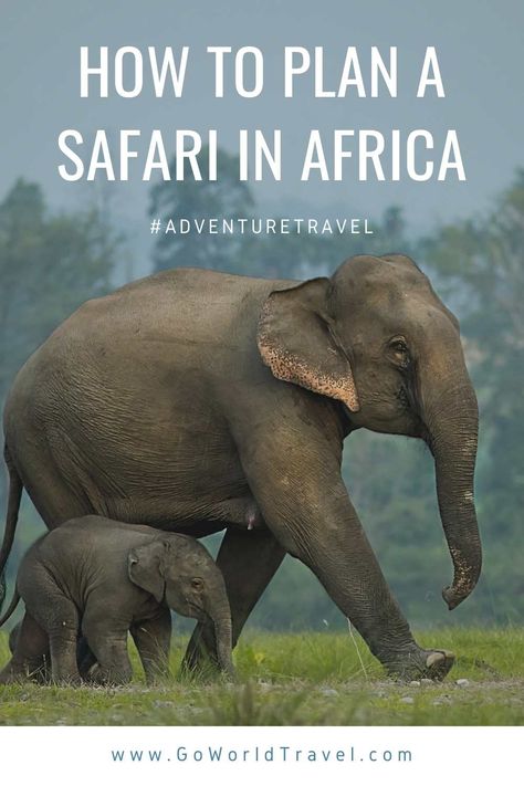 Planning a safari in Africa? Read our travel guide on how to find a safari guide in Africa, where to go, when to visit and more. South Africa Itinerary, Travel Safari, Africa Itinerary, Cape Town Travel, South Africa Safari, Safari Photography, Africa Tour, African Travel, Africa Destinations