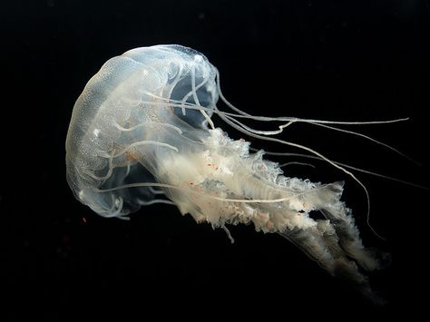 Atlantic Sea Nettle Jellyfish, Atlantic Sea Nettle, Jellyfish Icon, Dark Angelcore, Nettle Jellyfish, White Jellyfish, Sea Jellies, Princess Jellyfish, Underwater Creatures