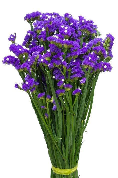 Purple Statice filler flower Filler Plants, Statice Flower, Cm To Inches Conversion, Purple Statice, Flower Explosion, Flower Identification, Flowers For Sale, Purple Bouquet, Macro Flower