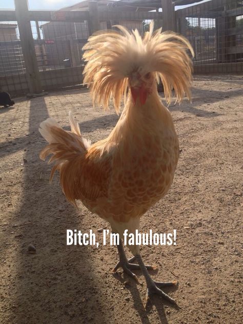 This chicken is, indeed, fabulous. Chicken Pics Funny, Rooster Funny Meme, Chicken Memes Humor, Funny Chicken Memes, Funny Chicken Pictures, Chicken Memes, Chicken Pics, Chicken Meme, Sick Meme