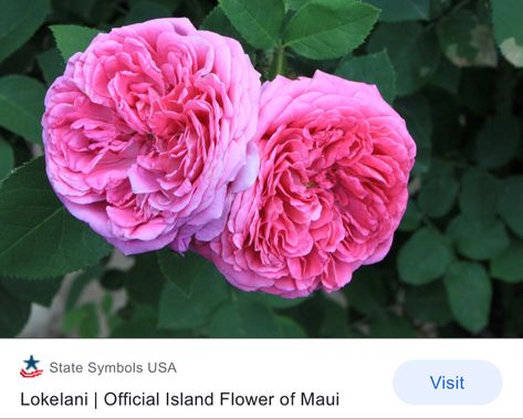 Lokelani Rose, State Symbols, Maui, Tea Party, Tea, Plants, Flowers