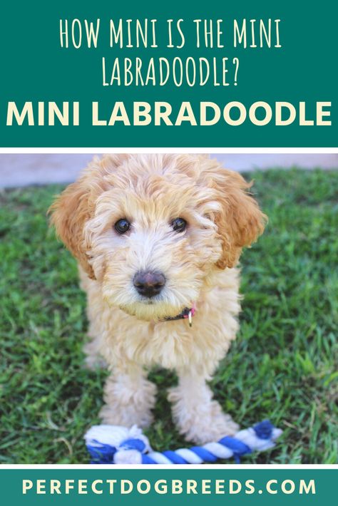 Miniature Labradoodle Puppy, Good Family Dogs, Petite Mini Goldendoodle, Labradoodle Mini, Australian Labradoodle Mini, Teddy Bear Family, Minature Labradoodle, Mini Labradoodle, Labradoodle Miniature