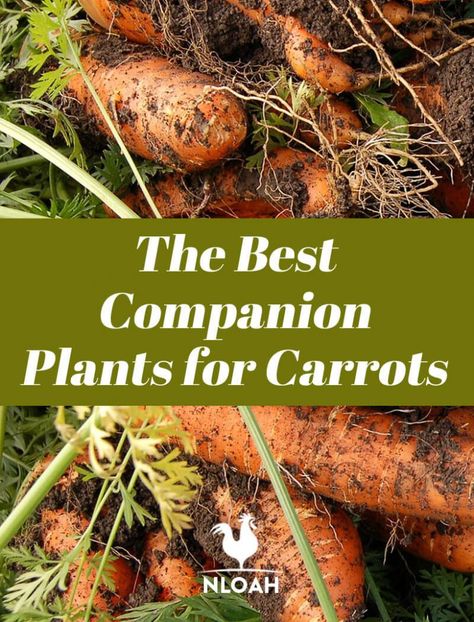 Carrot Companion Planting, Companion Planting Carrots, Companion Plants For Carrots, Carrot Companion Plants, Carrot Gardening, How To Plant Carrots, Growing Carrots, Companion Gardening, Growing Rosemary