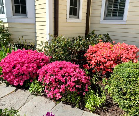 How to prune azaleas: to keep them healthy and beautiful | Homes & Gardens When To Prune Azaleas, Pruning Azaleas, Azalea Shrub, Azalea Bush, Azaleas Garden, Period Living, Beautiful Home Gardens, Flowering Shrubs, Late Winter