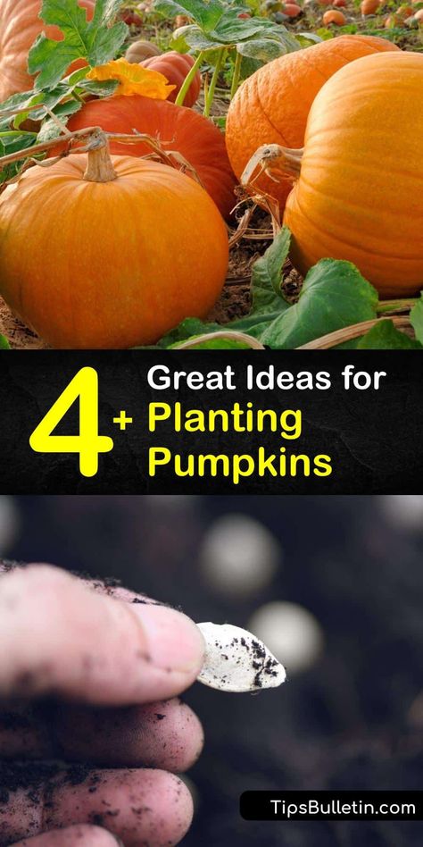 Discover how to plant pumpkin seeds, grow them in the garden, and enjoy gourds for Halloween and Pumpkin pie at the end of the growing season. Pumpkins are easy to grow, but they are slow growers and require full sun and plenty of water to flourish. #howto #planting #pumpkins How To Plant Pumpkins, Plant Pumpkin Seeds, Planting Pumpkin Seeds, Plant Pumpkins, Pumpkin Pulp, Seed Starting Soil, Covered Backyard, Planting Pumpkins, Pumpkin Vine