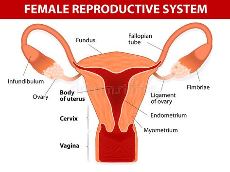 Female reproductive system. Human anatomy. female reproductive system. Uterus an #Sponsored , #AD, #AD, #reproductive, #female, #Uterus, #system Female Reproductive System Anatomy, Female Reproductive Anatomy, Human Body Diagram, Human Anatomy Female, Anatomy Organs, Fibroid Tumors, Female Reproductive System, Reproductive System, Female Anatomy