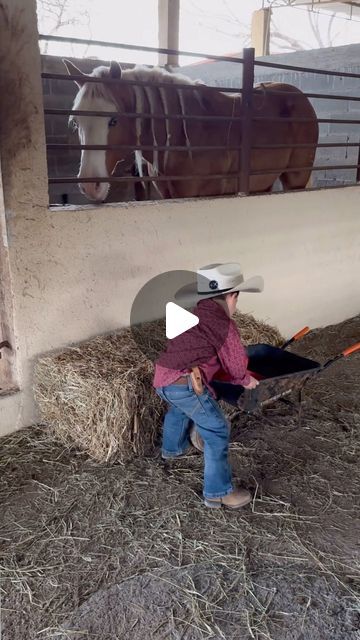 Funny Horses Videos, Cavalli Video, Animal Keeper, Funny Farm Animals, Cowboy Humor, Kids Humor, Farm Humor, Funny Horse Videos, Funny Horse Pictures