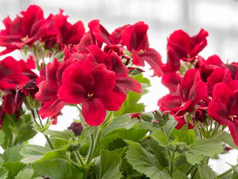 Zonal Geraniums, Evergreen Perennials, Pelargonium Geranium, Moonflower Vine, Cranesbill Geranium, Scented Geranium, Flannel Flower, Geranium Flower, Plant Pests