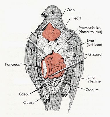 ddsdd Pigeon Anatomy, Love Birds Drawing, Feather Identification, Wing Anatomy, Bird Anatomy, Pet Pigeon, Anatomy Organs, Red Bird Tattoos, Black Bird Tattoo