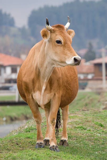 Discover the beauty and charm of cows and bulls on our Pinterest page! Our stunning collection of photos showcases these amazing animals in all their glory. But that's not all - click the link attached to our pins to watch our incredible YouTube video. Cows Bulls Cattle Animals cow print cow painting cow print nails cow gift cow decor cow pictures cow art cow wall art cow leather cow tag animal wallpaper animal drawings animal tattoo animal wall art animal painting animal lovers animal aesthetic Cow Reference, Zebu Cow, Big Bull, Friends Sketch, Cow Photos, Bull Cow, Happy Cow, Cow Pictures, Brown Cow