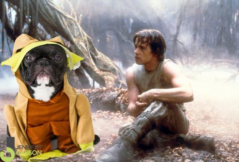 Happy Star Wars Premiere! Pierre the French Bulldog Dressed as All of the Star Wars Characters {You’re Welcome} Jedi Grand Master, Yoda Quotes, Frank Oz, Jedi Training, Sabre Laser, Inspirational Life Lessons, Star Wars Character, Master Yoda, Dark Vador