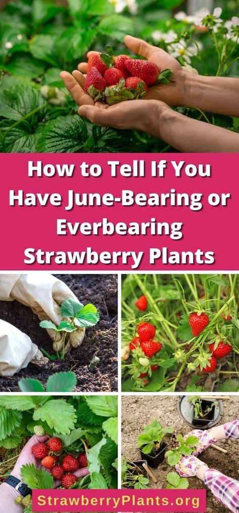 How to Tell If You Have June-Bearing or Everbearing Strawberry Plants Strawberry Facts, Types Of Strawberries, Everbearing Strawberries, Strawberry Varieties, Strawberry Beds, Strawberry Patch, Strawberry Plants, Plant Spacing, Harvest Time