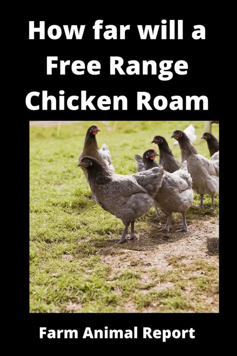 7 Proven Tips: How Far Will Free Range Chickens Roam **2024** 2 How To Free Range Chickens, Free Range Chicken Farm Design, Training Chickens, Ancient One, Free Range Chicken, Animal Report, Chicken Mom, Keeping Chickens, Free Range Chickens