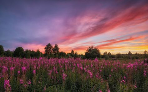 Midsummer in the Yaroslavl region, in the north of the European part of Russia Foreground Middleground Background, Cleanse Your Soul, Plains Landscape, Mac Wallpaper, Night Landscape, Wallpaper Nature Flowers, World Photography, Summer Wallpaper, Spring Inspiration