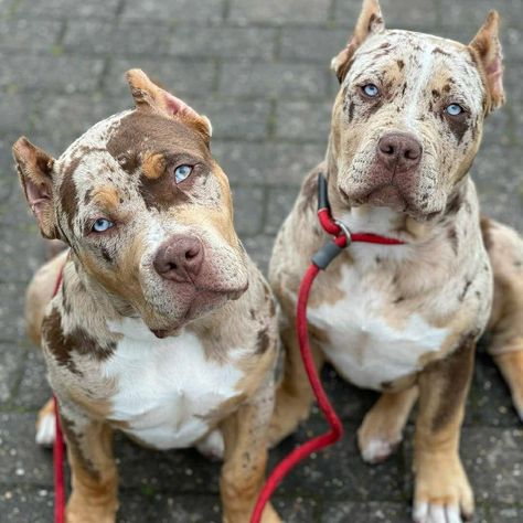 Merle Pitbull Puppies, Merle Pitbull, Xl American Bully, Cute Monkey Pictures, Cutest Puppy Ever, Bully Breeds Dogs, Dog Obsessed, Cute Dogs Images