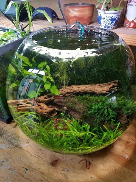 Aquarium Bowl, Planted Fish Bowl, Closed Terrarium Plants, Water Terrarium, Aquarium Garden, Fish Tank Terrarium, Indoor Water Garden, Shrimp Tank, Aquarium Landscape