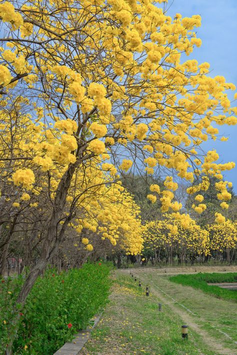 Nature in spring...❄ Spring Season Flowers, Panorama Alam, Mimosa Tree, Spring Scenery, Beautiful Trees, Colorful Trees, Nature Garden, Tree Forest, Garden Trees