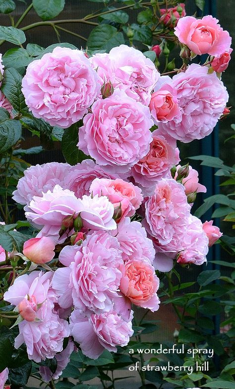 David Austin Rose Strawberry Hill Strawberry Hill Rose, David Austin Roses Companion Plants, David Austin Juliet Rose Bouquet, Strawberry Hill Rose David Austin, Rose Strawberry, David Austen English Roses, Rosen Beet, David Austin Rose, Strawberry Hill