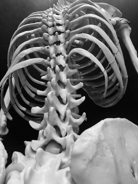 Skeleton anatomy photo Ribs Sketch Drawings, Skeleton Photography, Anatomy Photography, Bones Photo, Skeleton Reference, Animal Skeleton, Anatomy Bones, Skull Reference, Skeleton Anatomy