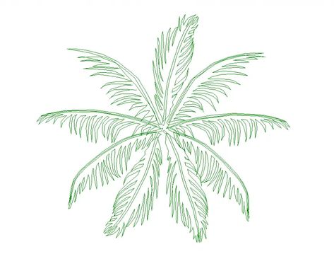 Beautiful palm tree top view elevation cad block details dwg file Coconut Sketch, Plants Cutout, Tree Dwg, Palm Tree Sketch, Tree Top View, Tree Psd, Palm Tree Flowers, Palm Tree Drawing, Trees Top View