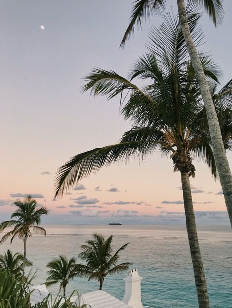 The Ocean, Palm Trees, Trees