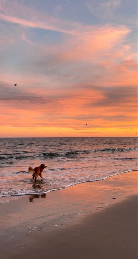 Beach Golden Retriever, Hiking With Golden Retriever, Golden Retriever Sunset, Golden Retriever At The Beach, Golden Retriever On Beach, Two Golden Retrievers, Beach Dog Aesthetic, Dog Beach Pictures, Golden Retriever Puppy Beach