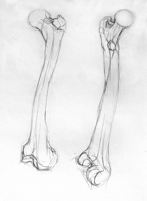 Femur Bone Anatomy Drawing, Femur Drawings, Femur Bone Drawing, How To Draw Bones, Pile Of Bones Drawing, Bones Reference, Bones Drawings, Bones Sketch, Drawing Bones