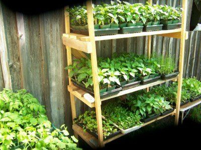 backyard nursery plant stand - how to make money selling your plants Diy Plant Nursery, Selling Herbs, Selling Stand, Backyard Nursery, Plants Backyard, Selling Plants, Plant Business, Nursery Plant, Plant Store