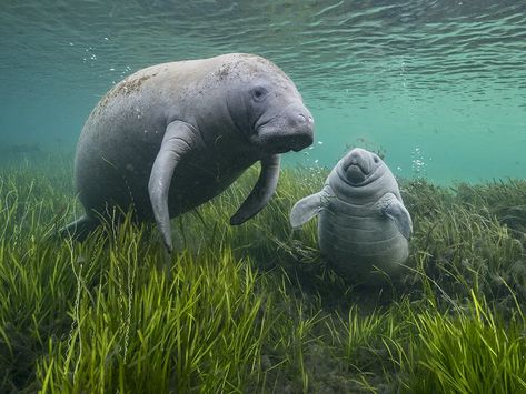 Indian River Lagoon, Sea Cow, Wildlife Photographer, Mule Deer, Animal Behavior, Marine Animals, 귀여운 동물, Natural History, Marine Life