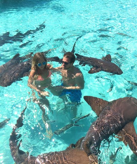 Swimming with pigs and sharks in Exuma Bahamas | Miss Everywhere | Travel & Lifestyle Houses By The Beach, Exuma Bahamas, Thylane Blondeau, Wildlife Biologist, Bahamas Vacation, Bahama Mama, Shark Swimming, Nassau Bahamas, Marine Biologist