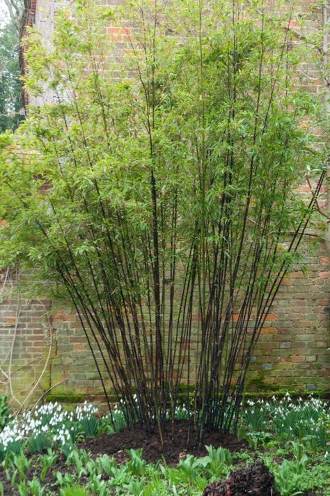 Pruned Phyllostachys nigra at Great Dixter Bamboo Privacy Screen, Phyllostachys Nigra, Bamboo Privacy, Privacy Wall, Screen Plants, Privacy Plants, Wild Garden, Bamboo Garden, Privacy Screen Outdoor