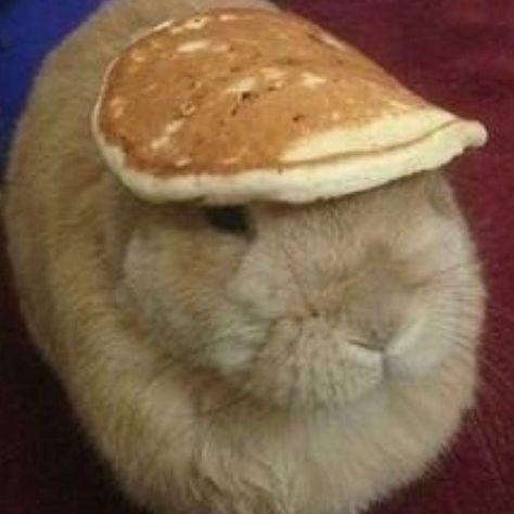 Your argent is invalid. This bunny has a pancake on its head Bunny Pancakes, Cute Bunny Pictures, Pet Bunny, Bunny Pictures, Funny Bunnies, Silly Animals, Baby Bunnies, Weird Animals