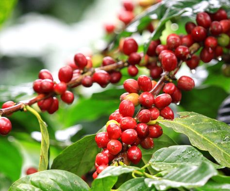 Coffea Arabica, Kona Coffee, Coffee Tree, Arabica Coffee Beans, Coffee Plant, Bulletproof Coffee, Green Coffee Bean, Enjoy Coffee, Gourmet Coffee