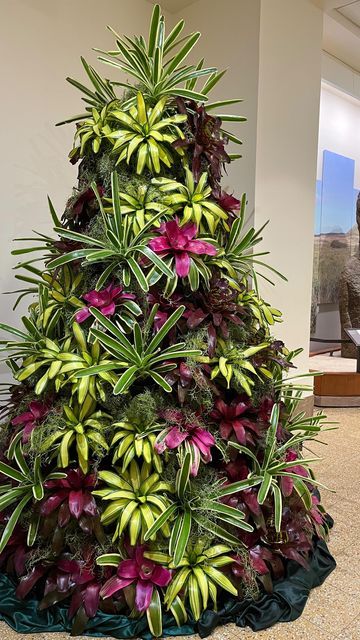 Smithsonian Gardens on Instagram: "Check out how fast our team can assemble a bromeliad tree. 😉 This “tree” at @smithsoniannmnh is comprised of over 100 bromeliads that mimic garland and ornaments through their different colors and shapes. Strands of moss have been added in between the planters to complete the look. Video description: staff assembling and decorating a wire tree frame with bromeliad plants. 🎥: Melinda Whicher, Supervisory Horticulturist #SmithsonianGardens #HolidayDisplay #H Jungle Christmas Tree, Jungle Christmas, Tree Frame, Wire Tree, Christmas Things, Christmas 2024, Christmas Trees, Different Colors, Christmas Ornament