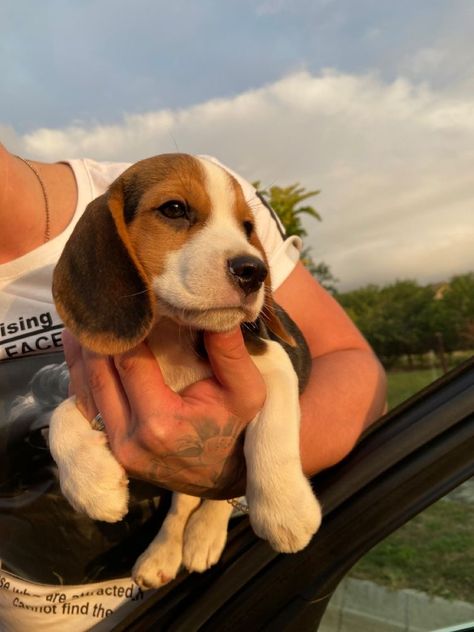 Beagle Puppy Aesthetic, Aesthetic Beagle, Beagle Aesthetics, Unique Dog Names, Names Male, Baby Beagle, Fluffy Puppy, Cute Beagles, Very Cute Dogs