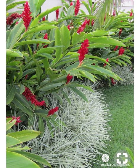 Maravilhosas alpinias num paisagismo divino 😍😍😍 Projeto @rosalba_paisagismo   Via Pinterest Small Tropical Gardens, Bali Garden, Balinese Garden, Tropical Garden Design, Tropical Backyard, Backyard Garden Landscape, Small Backyard Gardens, Grasses Garden, Garden Pictures