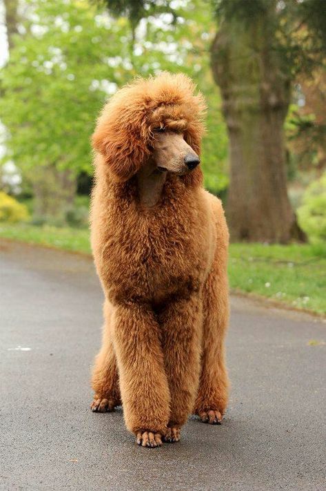 Great poodle cut Standard Poodle Brown, Gingery Brown, Anjing Poodle, Poodle Haircuts, Black Standard Poodle, Poodle Cuts, Red Poodles, Pretty Poodles, Poodle Dogs