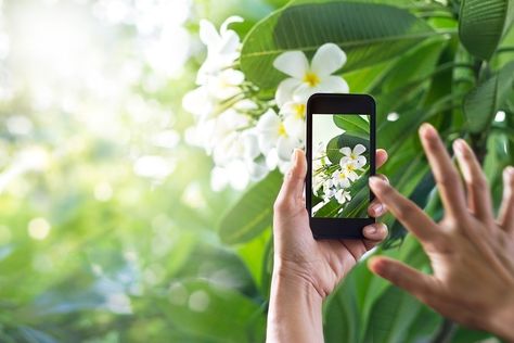 Plant identification app Identifying Weeds, Plant Identification App, Plant App, Flower Identification, Identify Plant, Plant Pests, Plant Diseases, Plant Identification, Free Plants