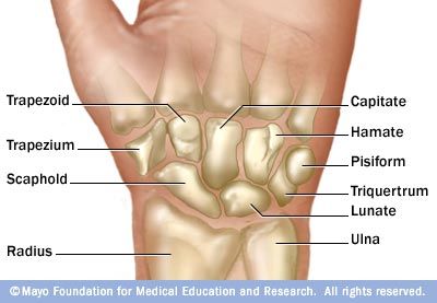 Bony Landmarks of the Hand: Carpal Bones  Repinned by  SOS Inc. Resources  http://pinterest.com/sostherapy. Anatomy Of The Hand, Bony Landmarks, Carpal Bones, Hand Bones, Radiology Student, Anatomy Medical, Anatomy Bones, Medical Student Study, Human Body Anatomy