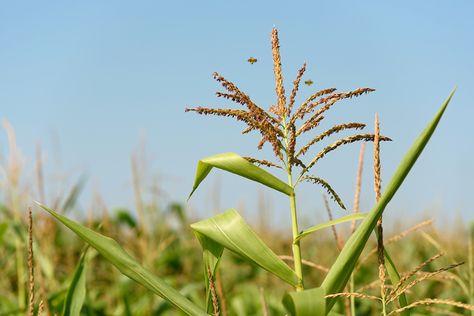 How to Pollinate—and Avoid Cross-Pollinating—Corn - Food Gardening Network Female Parts, Corn Food, Food Gardening, Corn Plant, Food Garden, Summer Breeze, Corn, Plants, Flowers