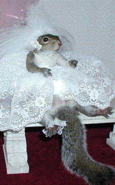 Option One: This squirrel is getting married. What would a squirrel wedding be like? What kind of cake would be served? Food? Who would be invited, and where would the ceremony take place?     Option Two: "Esmeralda was nervous. Everyone says she was to young to get married, and what if they were right? What is he wasn't the right squirrel for her? Was this marriage a good idea? She could feel the sweat matting her fur and making her white wedding dress stick to her....." finish the story. Squirrel Images, Sugar Bush, Squirrel Pictures, Squirrel Funny, Cute Squirrel, A Squirrel, Pet Costumes, Arte Animal, Cute Animal Pictures