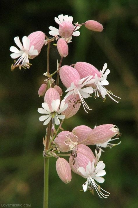 Pink Campion Flower flower pink white garden unusual campion Unusual Flowers, The Secret Garden, Rare Flowers, Cactus Y Suculentas, Unique Flowers, Garden Cottage, Exotic Flowers, Flower Beauty, Beautiful Blooms