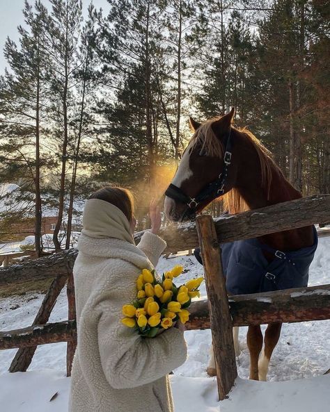 Horse Riding Aesthetic, Equestrian Aesthetic, Horse Aesthetic, Equestrian Life, 背景 シンプル, Cute Horses, Horse Life, Horse Pictures, Winter Aesthetic