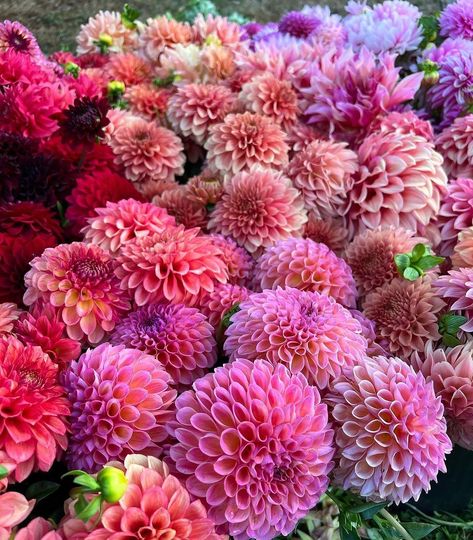 Bre Core, Mums Bouquet, Daliah Flower, Dahlias Bouquet, Flowers Farm, Bouquet Purple, Dahlia Bouquet, Dahlias Garden, Farm Garden